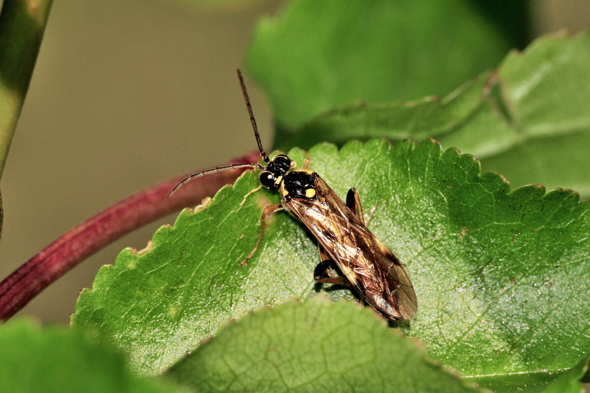 Tenthredinidae N 9: prob. Tenthredopsis sp.